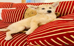 Pomsky dogs for sale: ✨ Adorable Blue-Eyed Pomsky 🐾 Pups, 16 Weeks Old - Image 32