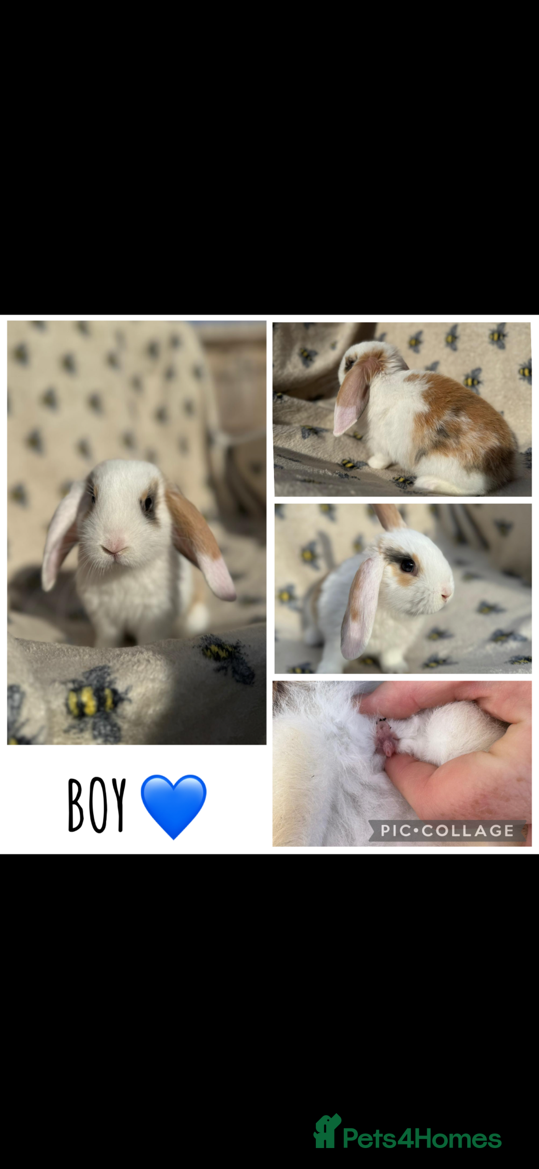 Mini Lop rabbits for sale: 6 MIXED SEX HOLLAND LOPS  - Image 4