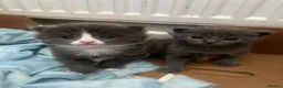 Mixed Breed cats for sale: Two beautiful Half Russian blue  females  - Advert 3