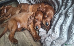 Irish Setter dogs for sale: KC Irish Setter Puppies  - Image 10
