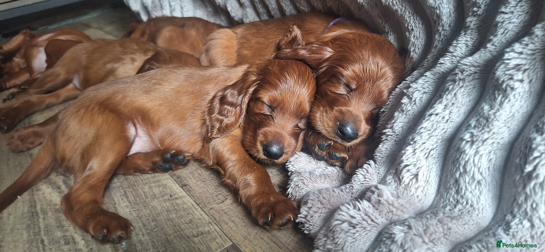 Irish Setter dogs for sale: KC Irish Setter Puppies  - Image 10