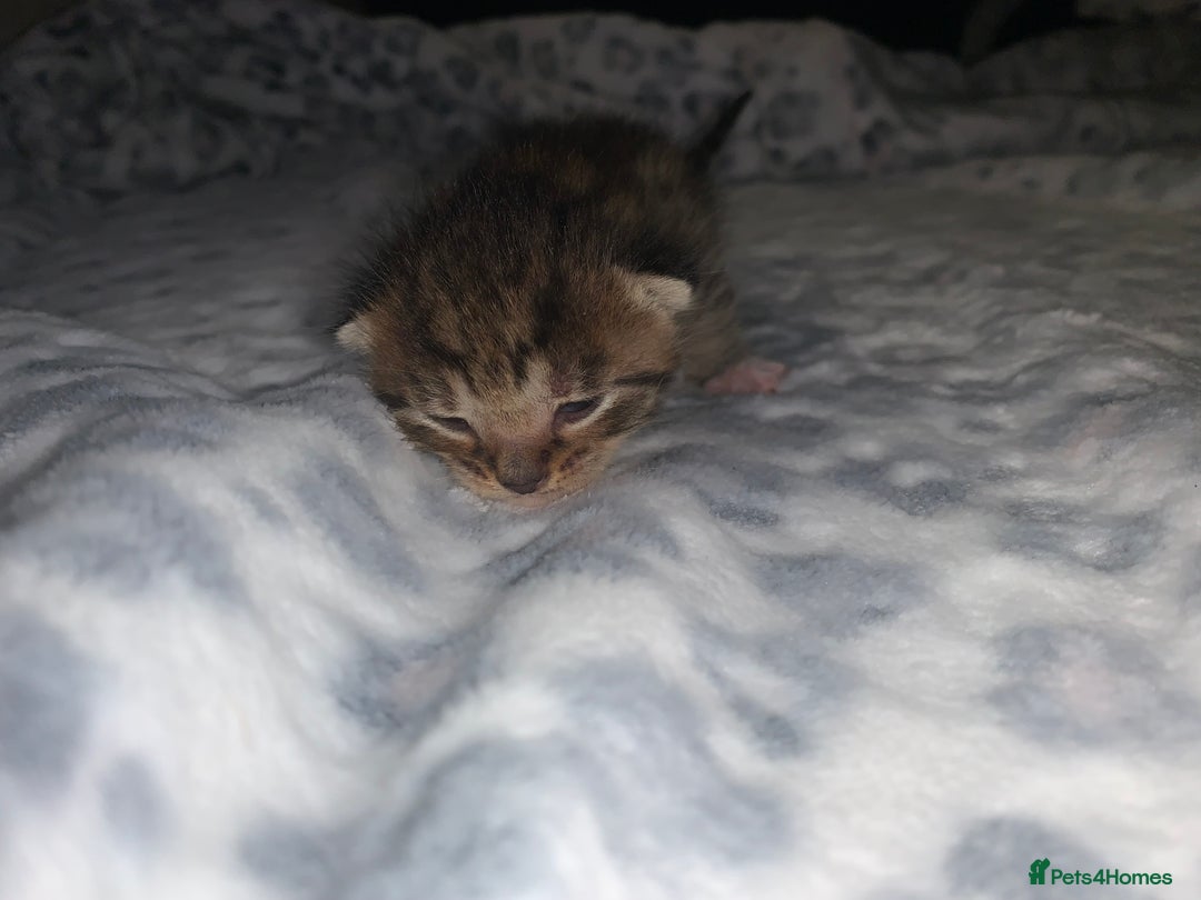 Mixed Breed cats for sale: Bright tabby’s and black kittens  - Advert 27