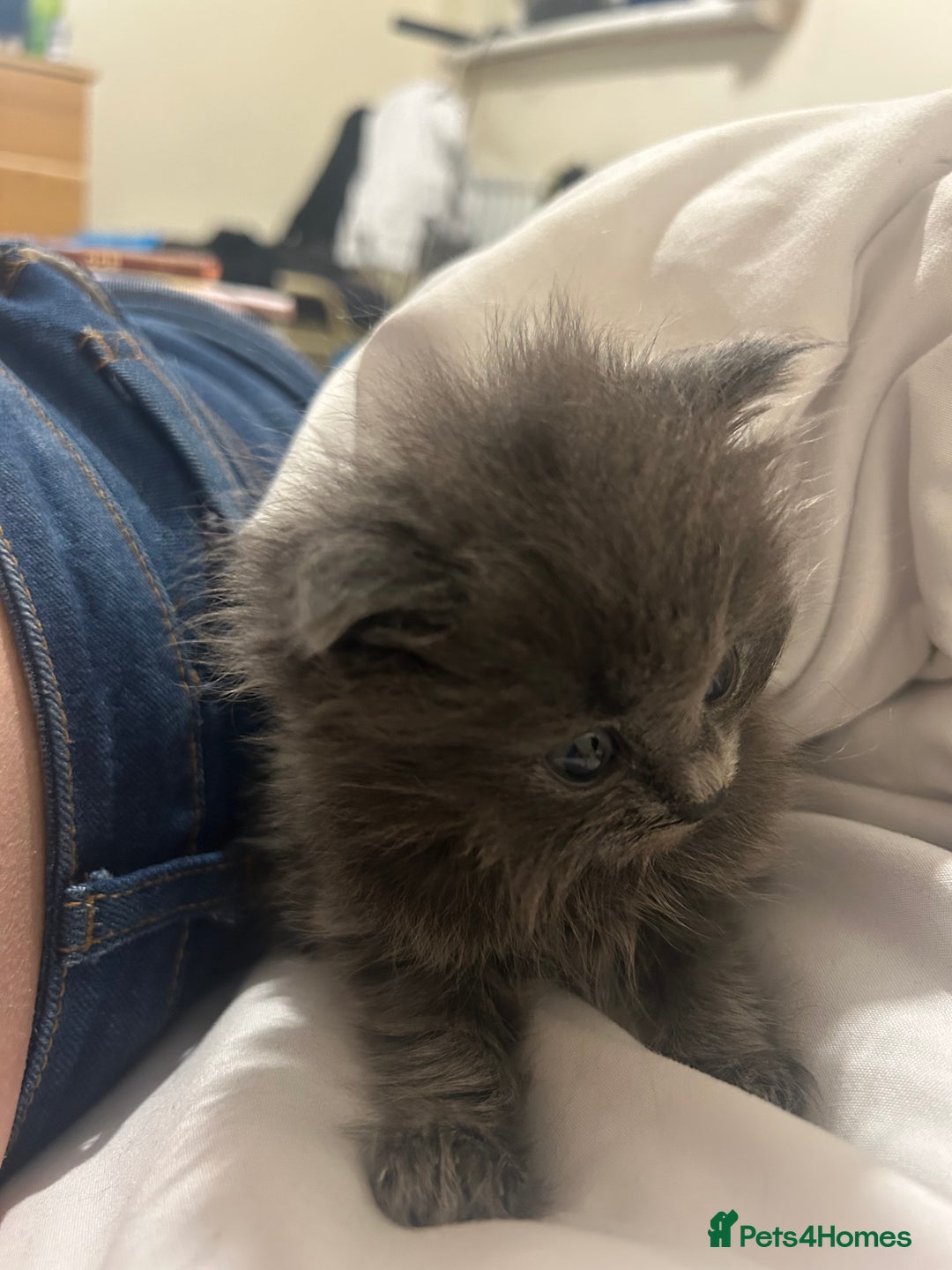 Mixed Breed cats for sale: Russian blue cross stunning kittens 10 weeks old  - Image 4