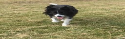 Border Collie dogs for adoption: Reyna  in ELY - Advert 6