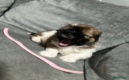 Mixed Breed dogs for sale: 6 beautiful Shih Tzu/Pomerianian puppies !  - Image 6