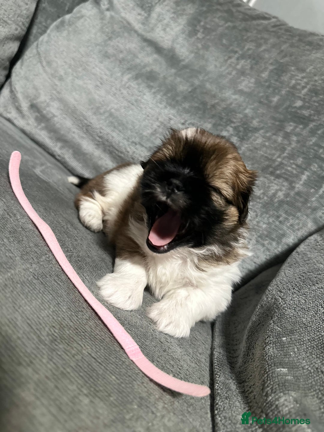 Mixed Breed dogs for sale: 6 beautiful Shih Tzu/Pomerianian puppies !  - Image 6