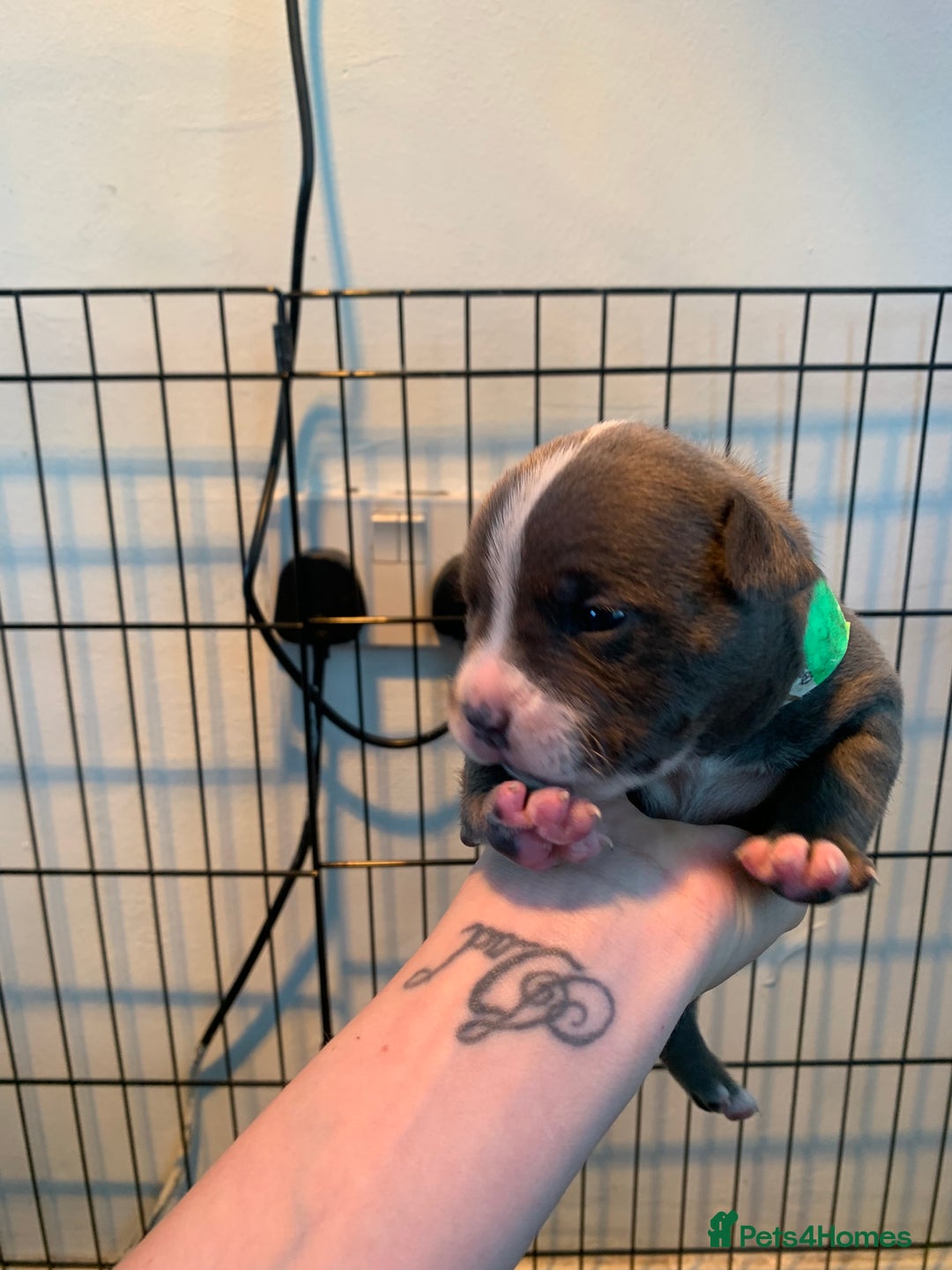 Staffordshire Bull Terrier dogs for sale: Blue staffy - Image 1