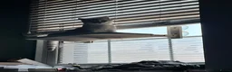 British Shorthair cats for sale: 2 boy BSH kittens left! (£500 for both) - Advert 8