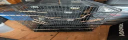 Budgerigars birds for sale: 2 budgies for sale - Advert 2