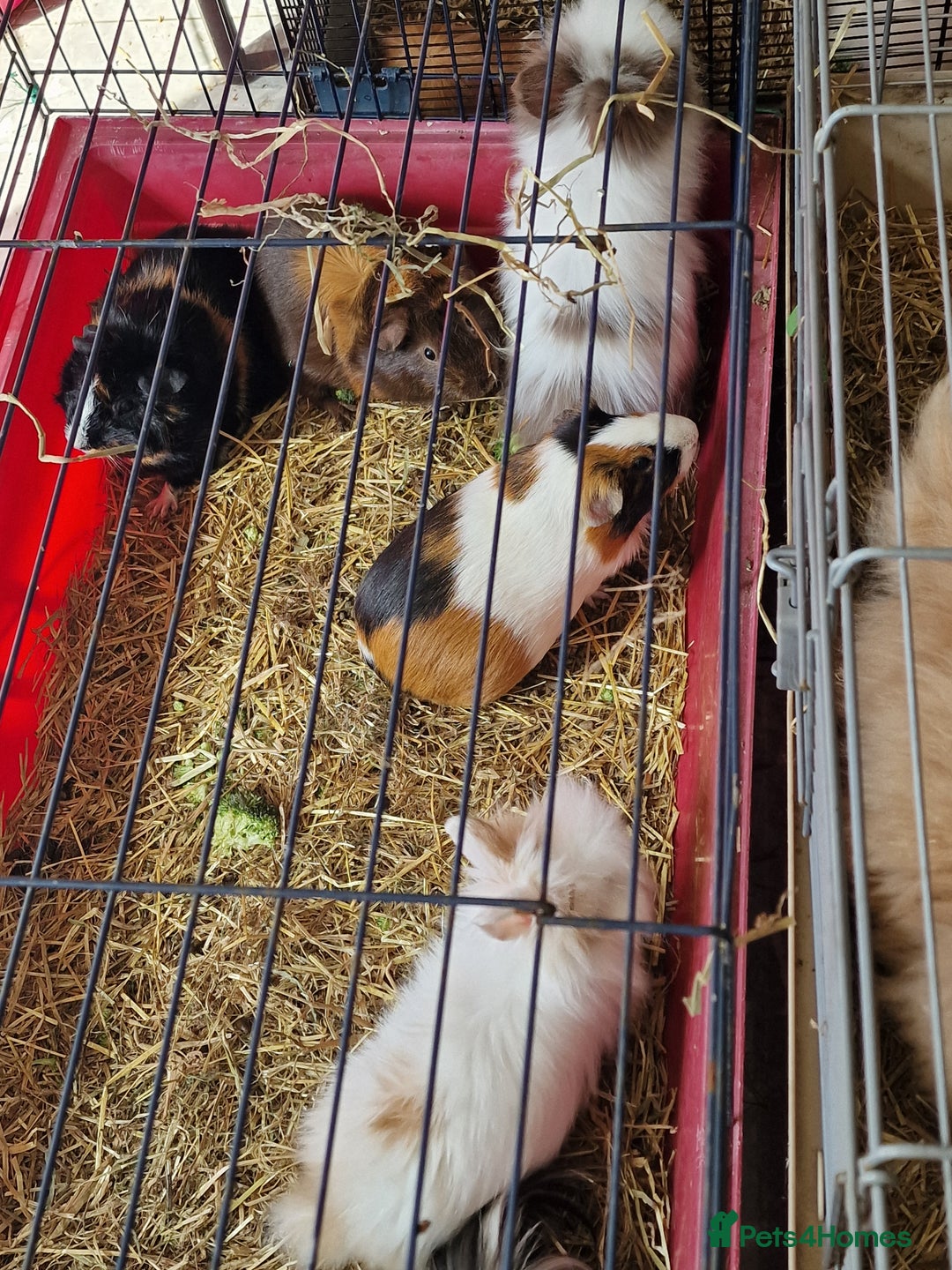 Lionhead rabbits for sale: Beautiful purebred lionheads  available  - Image 14