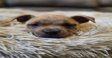 Staffordshire Bull Terrier dogs - Advert 5