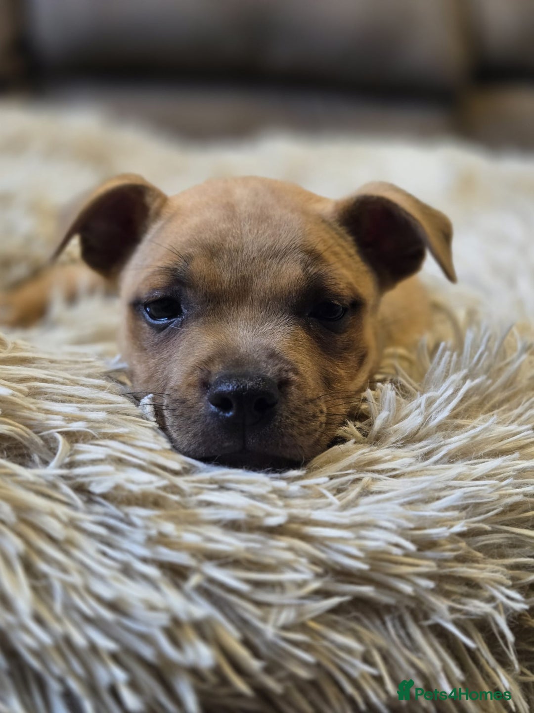 Staffordshire Bull Terrier dogs for sale: !READY NOW! KC Reg Quality Red Staffy Puppies  - Image 1