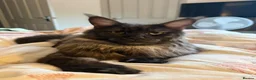 Maine Coon cats for sale: 🐾 Maine Coon Cross Kittens – 2 Girls & 1 Boy 🐾 - Advert 9