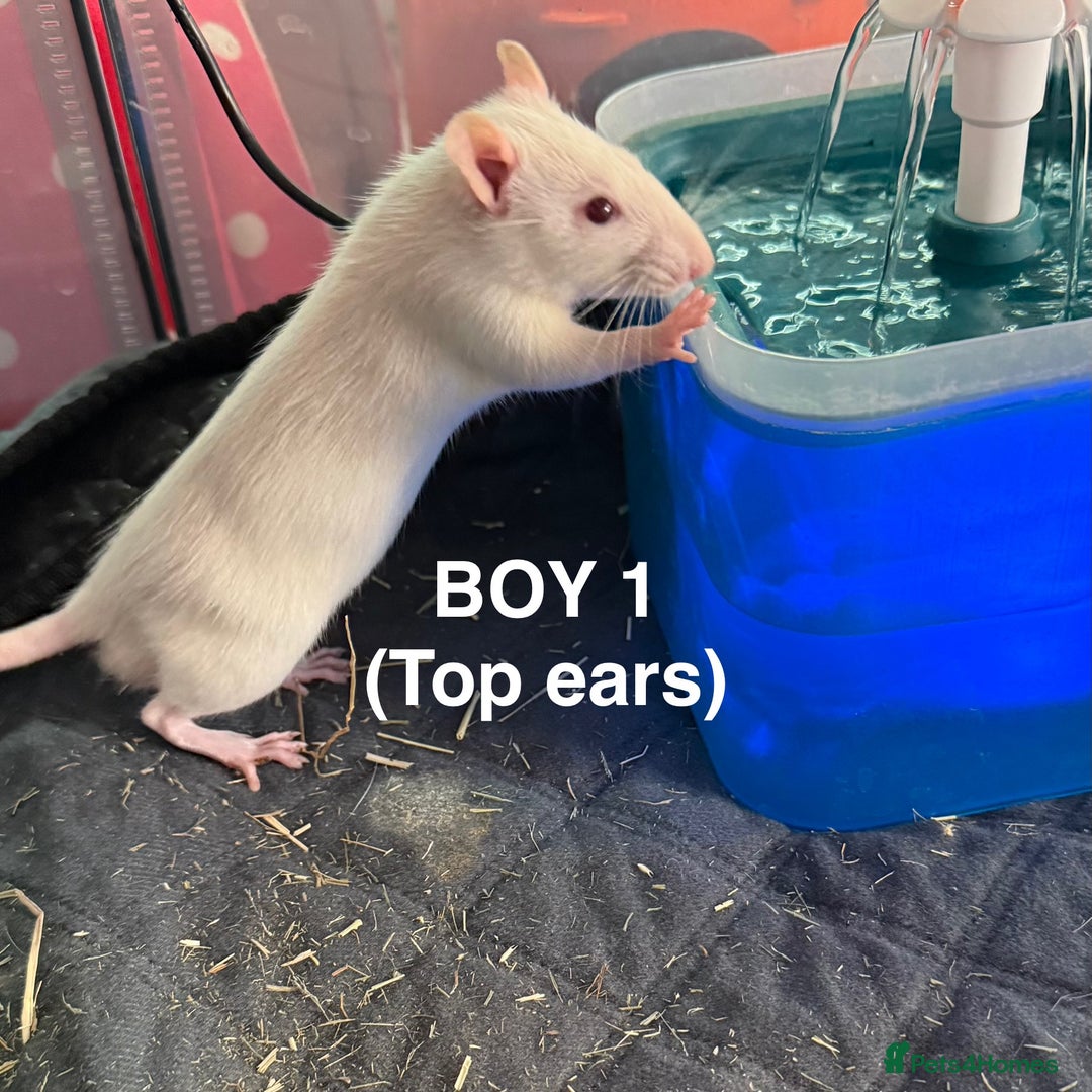 Rat rodents for sale: Baby Rats - Dumbo & Rex  - Image 6