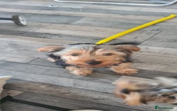 Yorkshire Terrier dogs for sale: Beautiful natured Yorkshire Terrier - Image 13