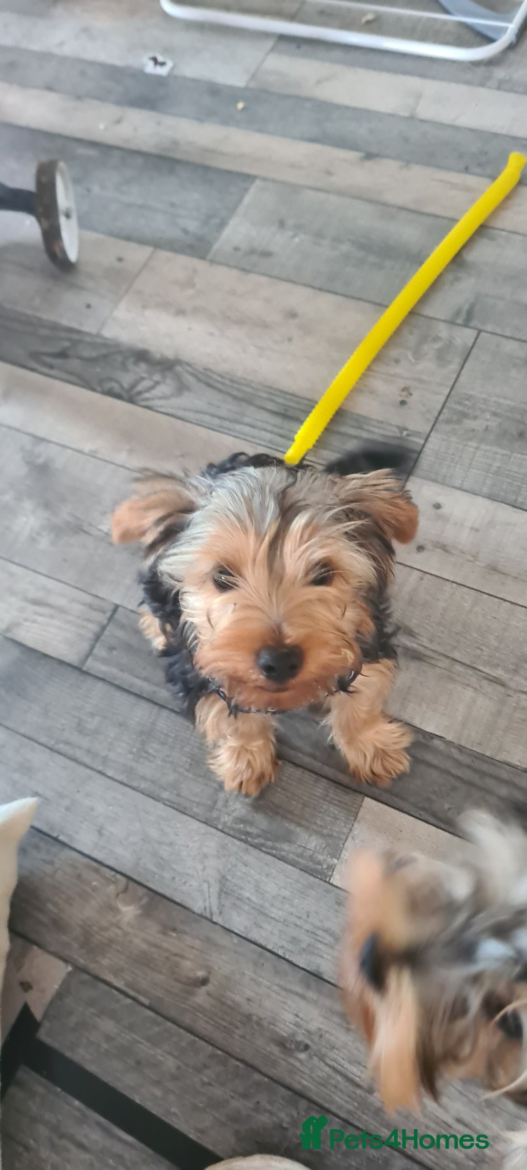 Yorkshire Terrier dogs for sale: Beautiful natured Yorkshire Terrier - Image 13