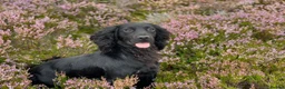 Cocker Spaniel dogs for stud: ⭐️⭐️Health Tested Black Cocker Stud⭐️⭐️ in Malmesbury - Advert 1