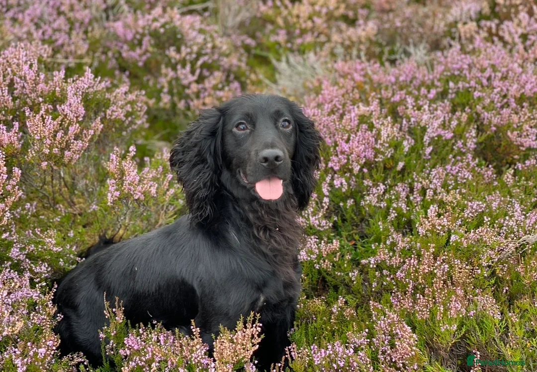 Cocker Spaniel dogs for stud: ⭐️⭐️Health Tested Black Cocker Stud⭐️⭐️ in Malmesbury - Advert 1