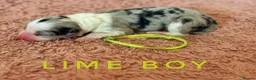 Border Collie dogs for sale: Fully Health Tested, KC registered puppies due - Advert 17