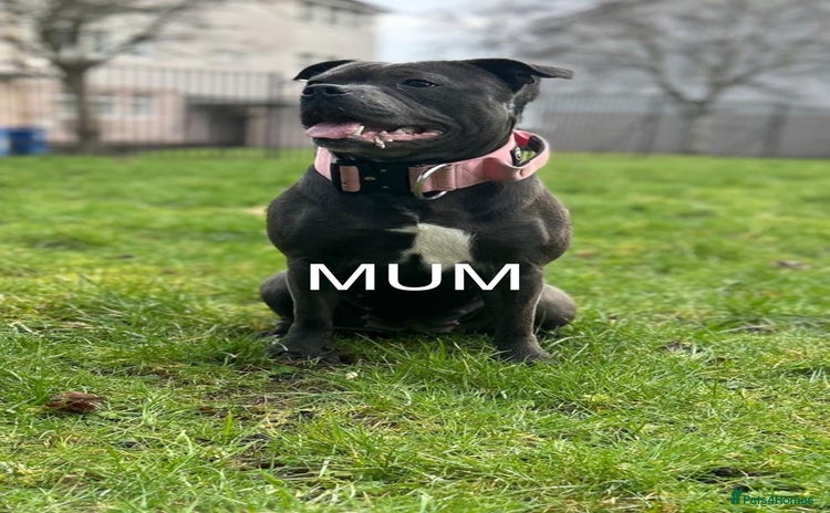 Staffordshire Bull Terrier dogs - Advert 5
