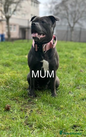 Staffordshire Bull Terrier dogs - Advert 4