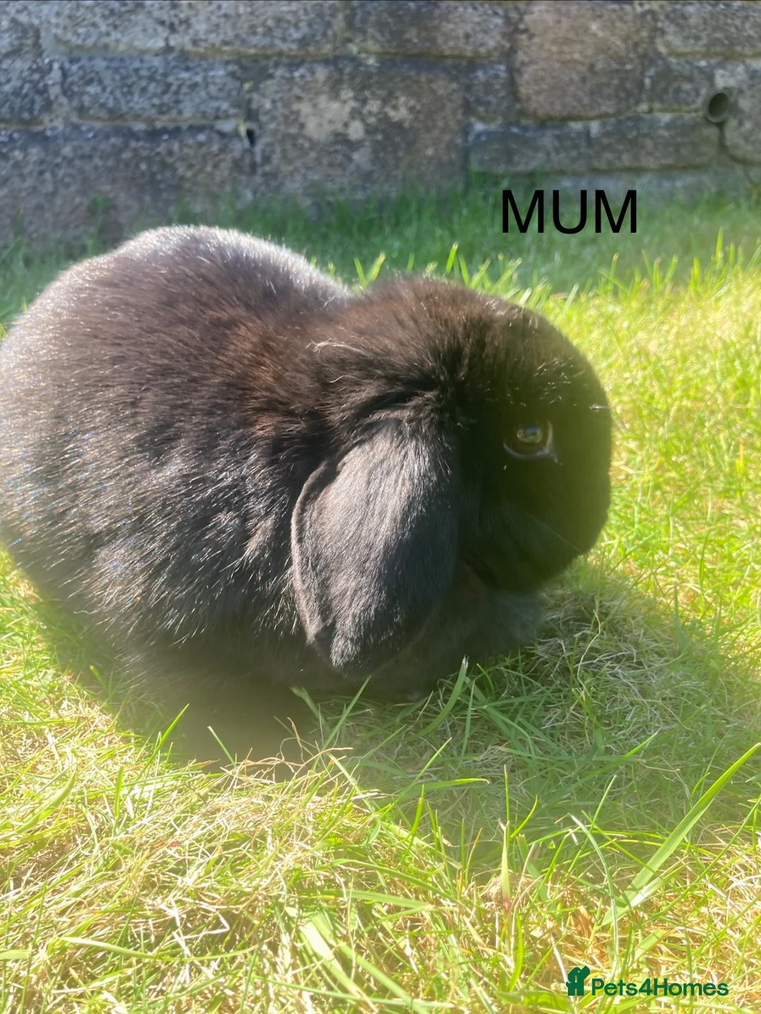 Mini Lop rabbits for sale: Beautiful Mini Lop Babies – Cornwall 🐰❤️ - Advert 2
