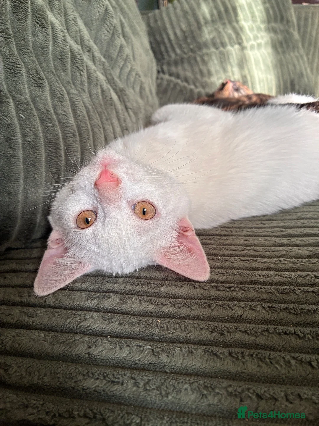 Mixed Breed cats for sale: 1 white boy,1 white girl with smudge,1 tort girl  - Advert 2