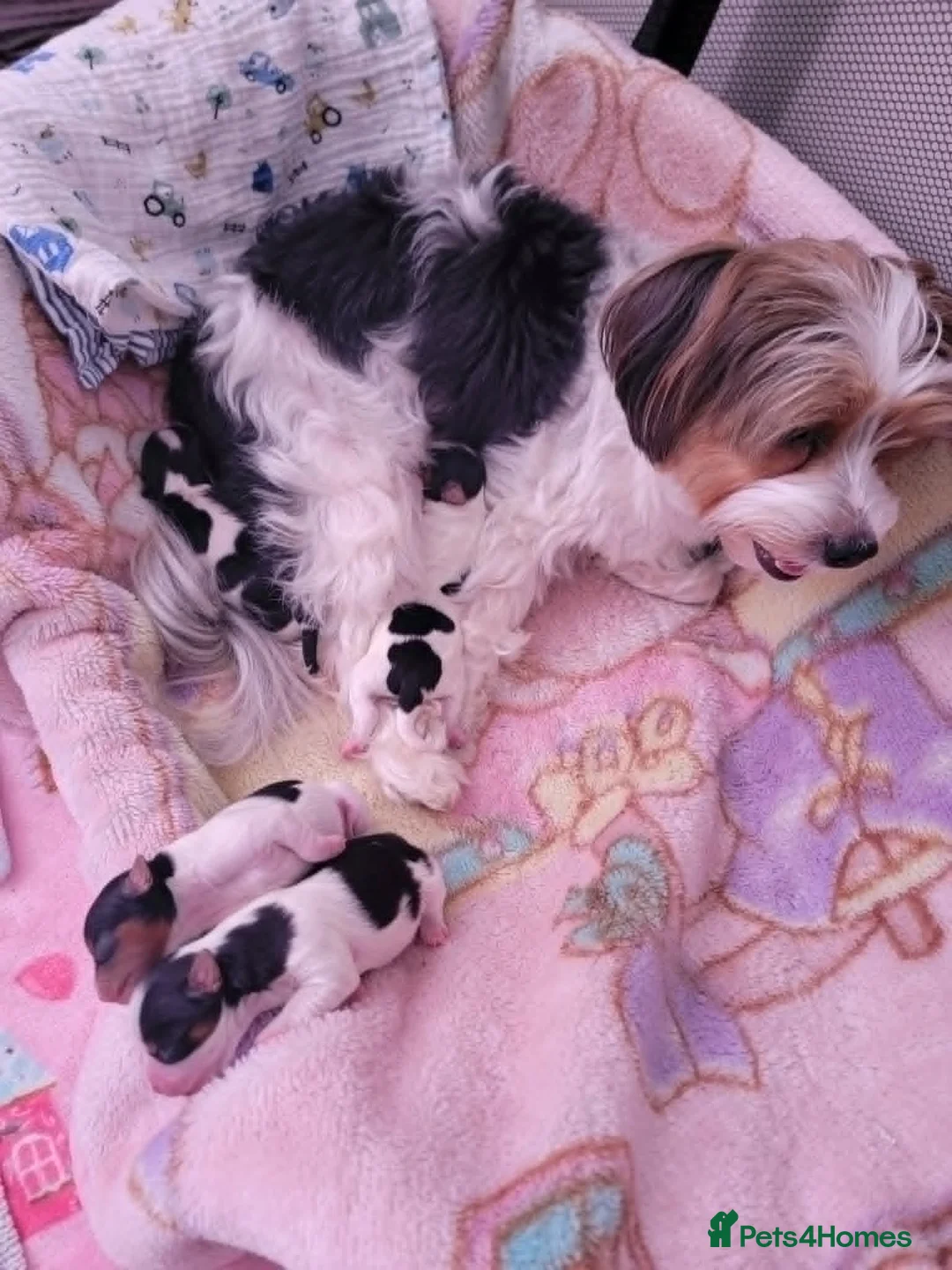 Biewer Terrier dogs for sale: Biewer Yorkshire Terrier Puppies 2 Girls, 2 Boys  - Advert 2