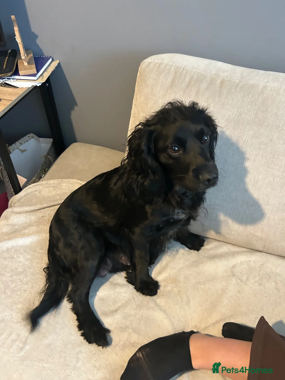Cocker Spaniel dogs for sale: Working Cocker spaniel puppies  - Advert 7