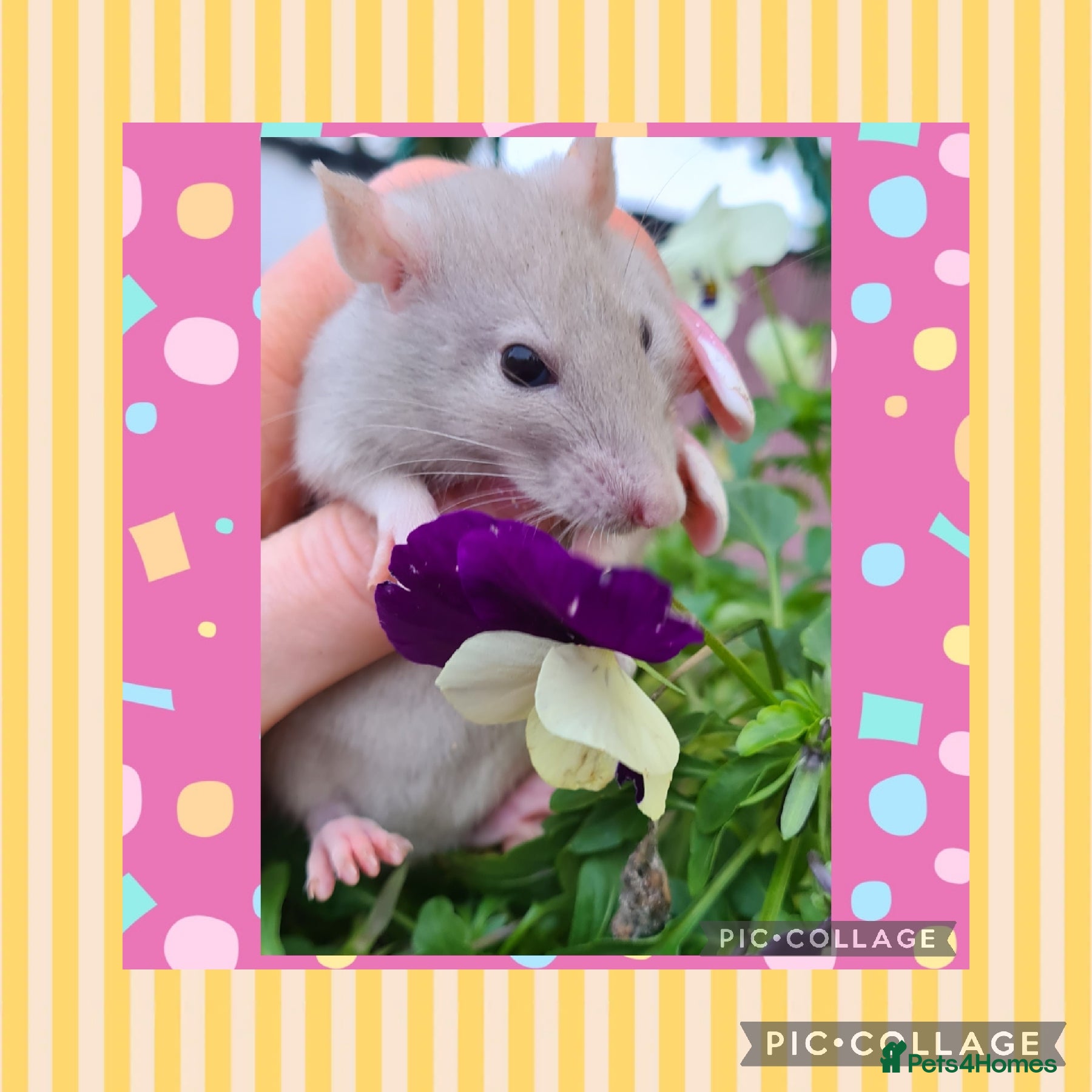 Rat rodents ***Stunning Tame and Loving Natured Baby Rats *** - Advert 13