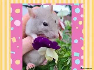 Rat rodents ***Stunning Tame and Loving Natured Baby Rats *** - Advert 13