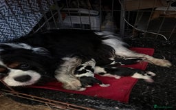 Cavalier King Charles Spaniel dogs for sale: Kc reg Cavalier King Charles pups  - Image 1