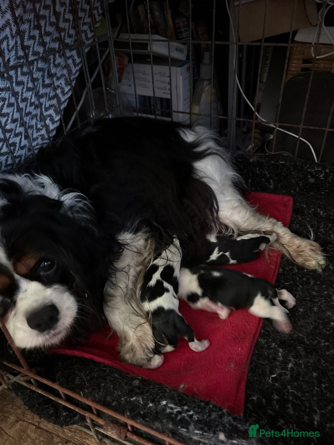 Cavalier King Charles Spaniel dogs for sale: Kc reg Cavalier King Charles pups  - Image 1