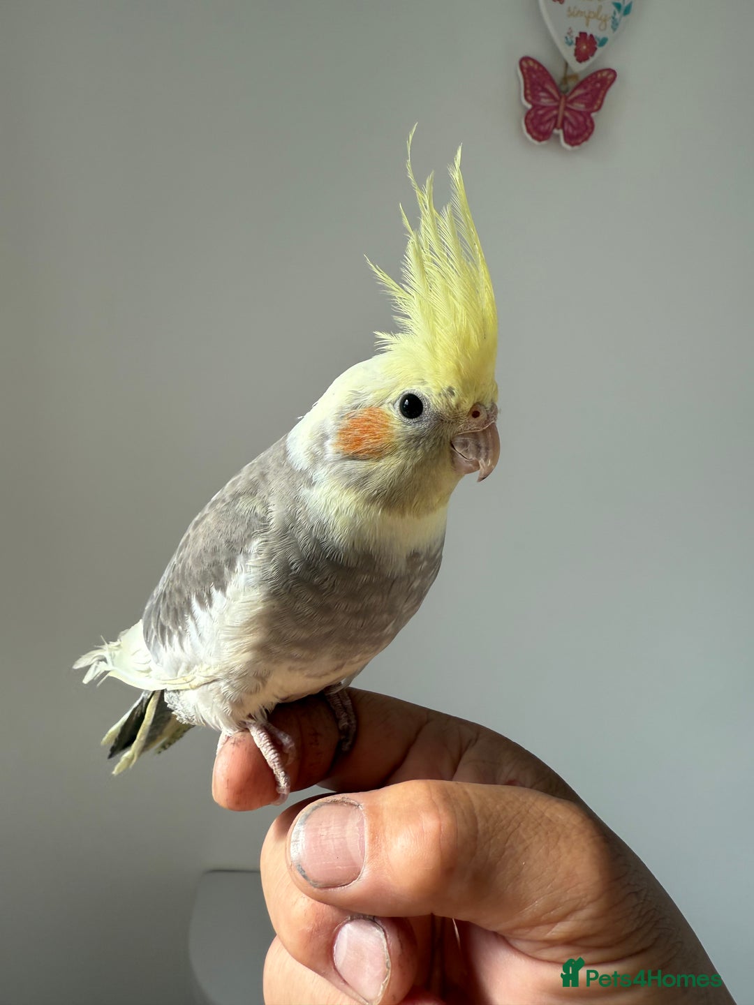 Cockatiels birds for sale: BEAUTIFUL BABY COCKATIEL BIRDS VARIOUS COLOURS  - Image 2