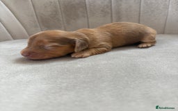 Miniature Dachshund dogs for sale: Gorgeous Long &short haired mini dachshund puppies - Image 11