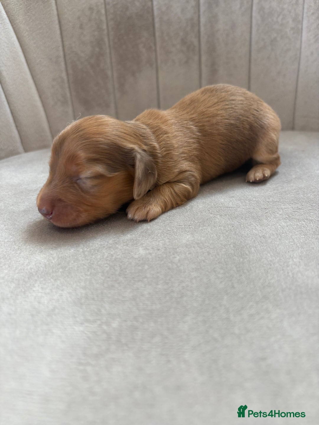 Miniature Dachshund dogs for sale: Gorgeous Long &short haired mini dachshund puppies - Image 11