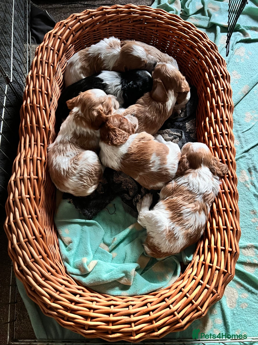 Brittany Spaniel dogs for sale: Brittany puppies for sale  - Image 19