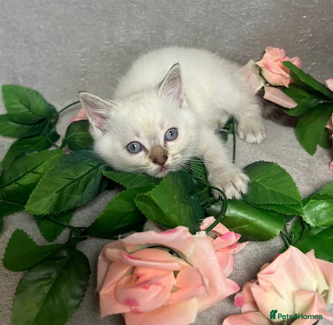 Mixed Breed cats for sale: 6 cute blue-eyed Ragdoll and BSH mix kittens  - Advert 16