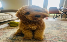 Cavapoo dogs for sale: 10 month old boy cavapoo - Image 4