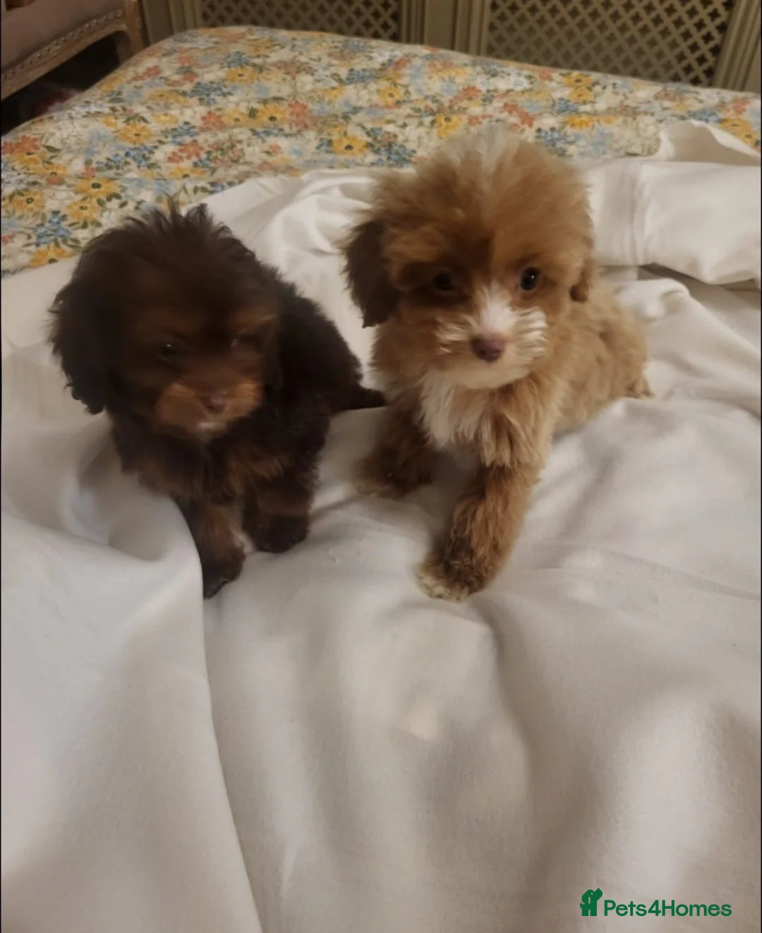 Cavapoo dogs for sale: 4 beautiful fb1 cavapoo puppies for sale!!  - Advert 18