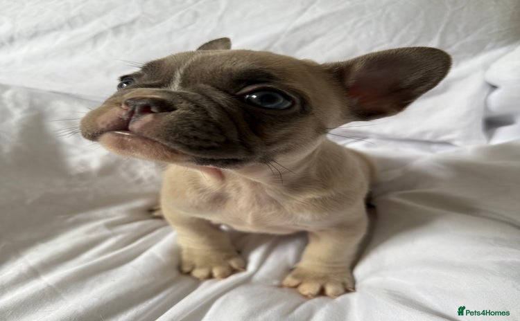 French Bulldog dogs - Advert 2