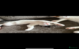 Turkish Van cats for sale: Beautiful Luna needing a new home - Image 3
