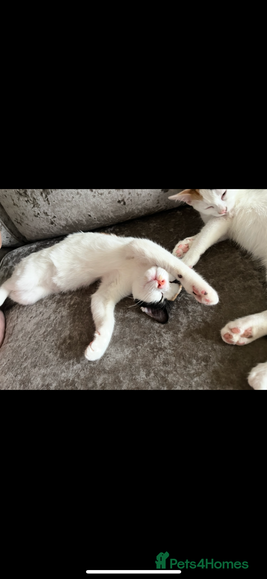 Turkish Van cats for sale: Beautiful Luna needing a new home - Image 3