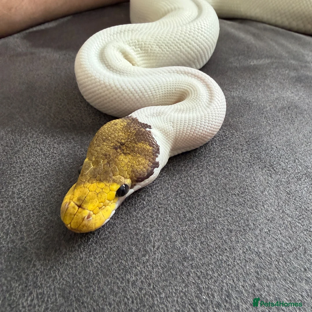 Python Snake reptiles for sale: Ball python and corn snake  - Advert 1