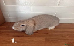 Mini Lop rabbits for sale: Mini Lop x French Lop Bunnies - Image 4