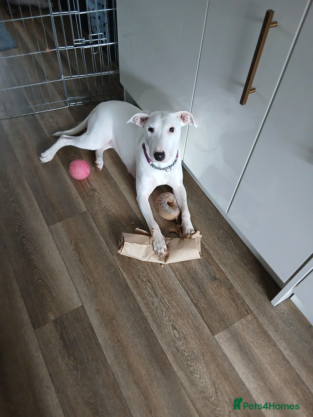 Mixed Breed dogs for sale: Leela the English bull terrier cross  - Image 4