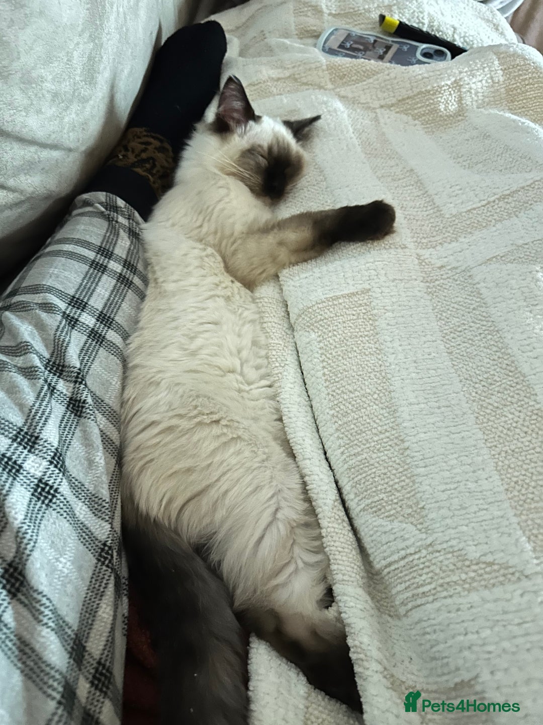 Ragdoll cats for sale: Ragdoll male Kittens For Sale - Advert 10