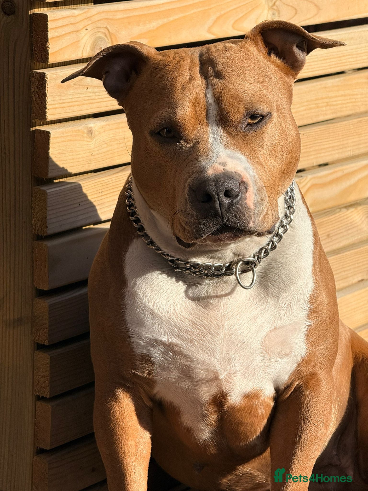 Staffordshire Bull Terrier dogs Staffordshire Bull Terrier Puppies 🐶❤️🐾 🏡  🐶 - Advert 2