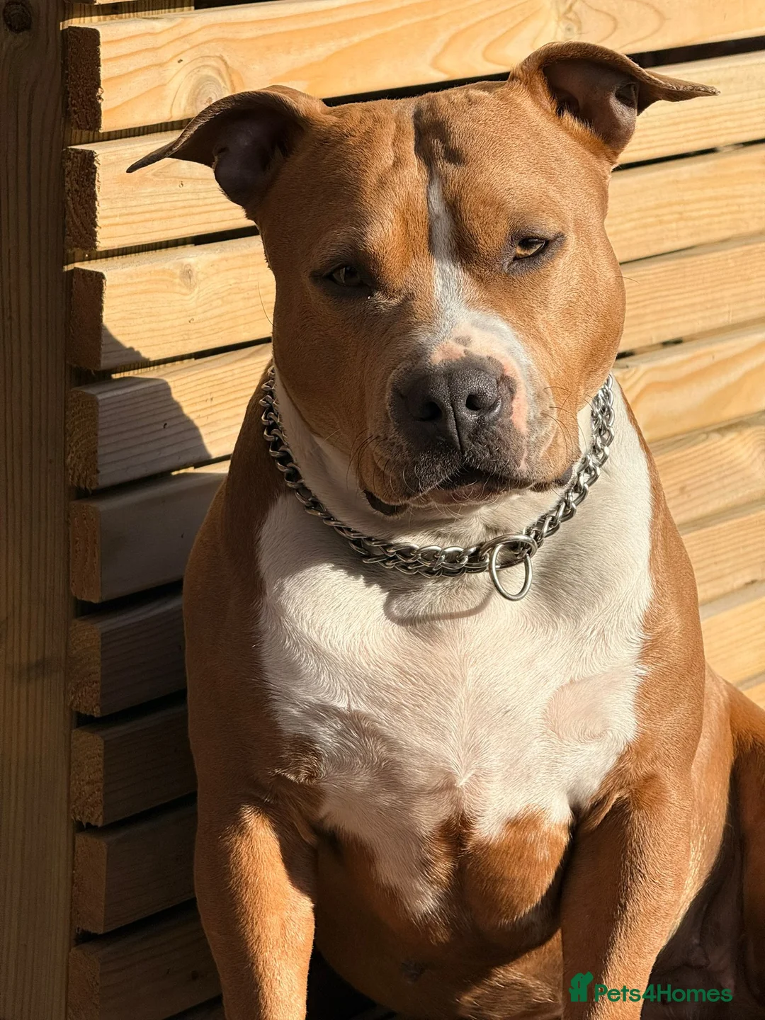 Staffordshire Bull Terrier dogs for sale: Staffordshire Bull Terrier Puppies 🐶❤️🐾 🏡  🐶 - Advert 2