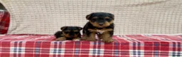 Welsh Terrier dogs for sale: BEAUTIFUL WELSH TERRIER PUPPIES  - Advert 15